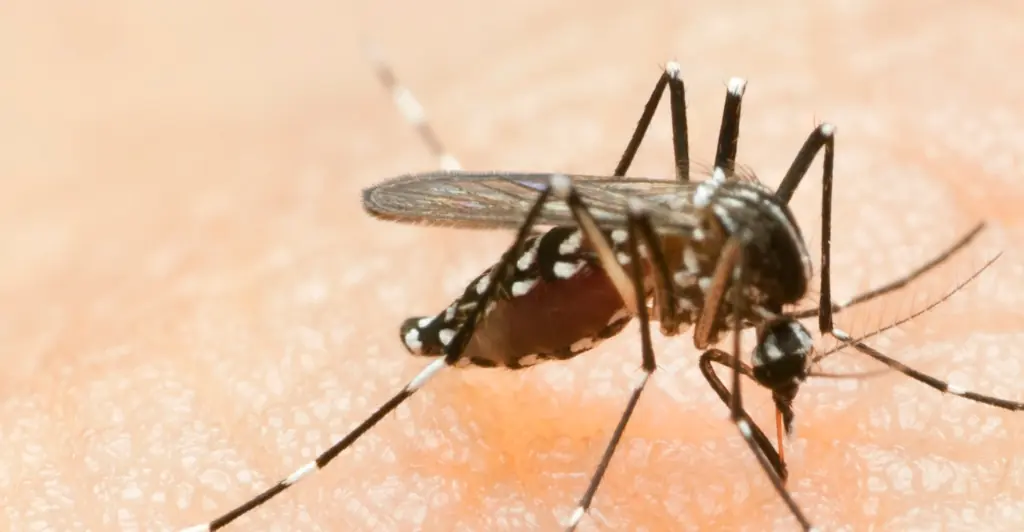 New Hampshire man is left fighting three potentially deadly diseases after getting one mosquito bite