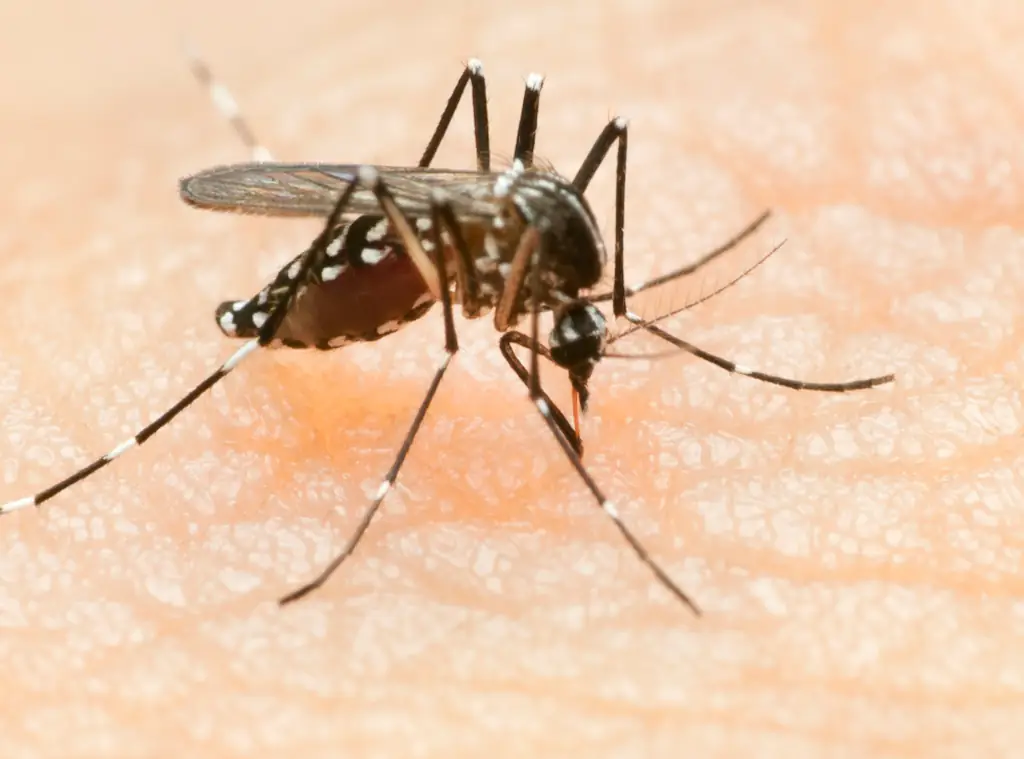 Credit: Flubydust / Getty