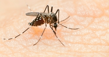 New Hampshire man is left fighting three potentially deadly diseases after getting one mosquito bite