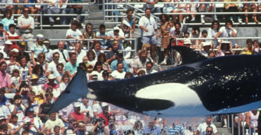Haunting final moments of SeaWorld trainer before tragic death after being dragged by killer whale
