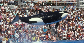 Heartbreaking footage shows final moments of SeaWorld trainer before orca grabbed her in its mouth and killed her