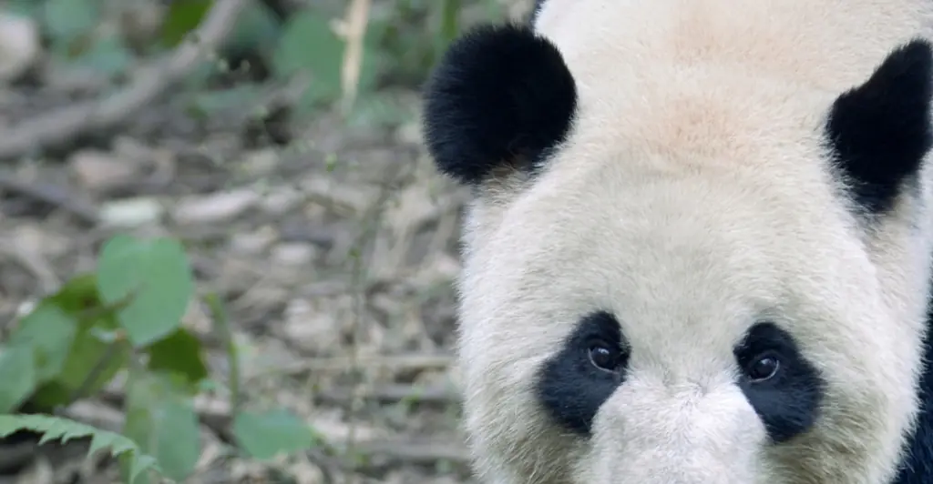 Zoo visitors demand their money back after realizing the pandas are actually painted dogs