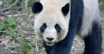 Zoo visitors demand their money back after realizing the pandas are actually painted dogs