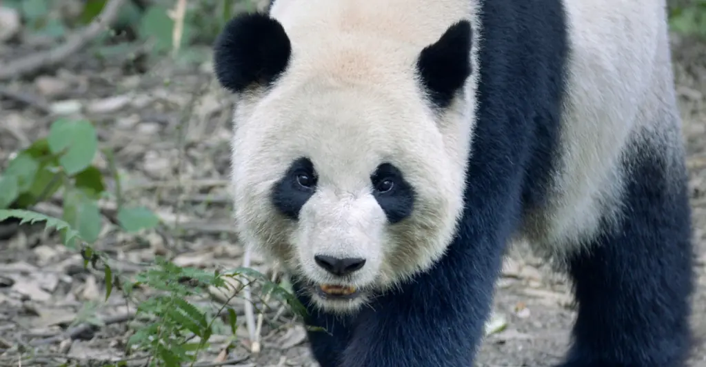 Zoo visitors demand their money back after realizing the pandas are actually painted dogs