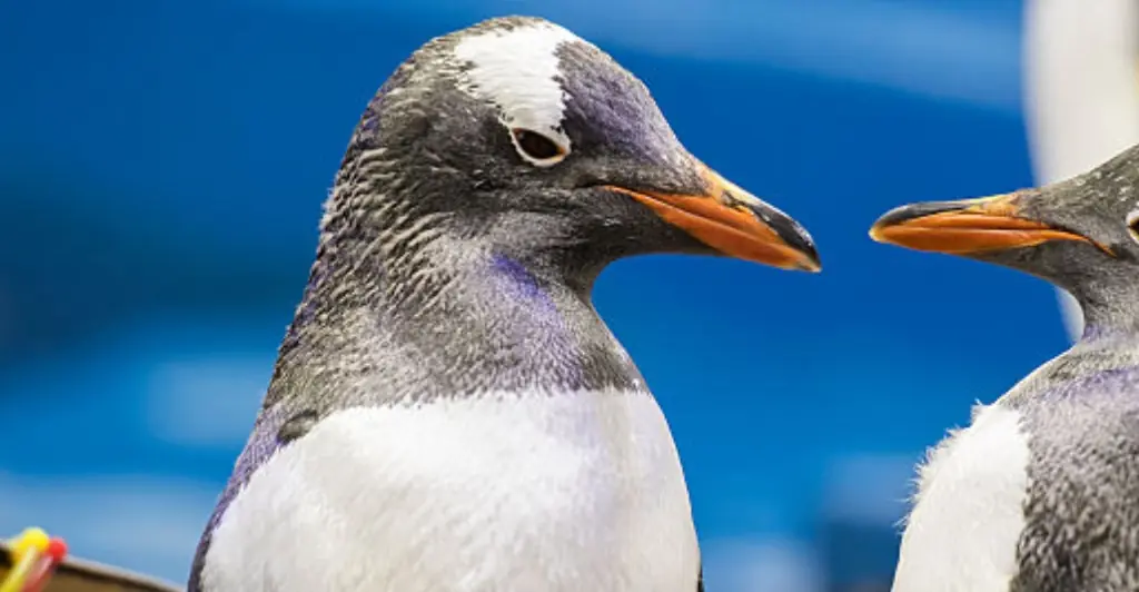 Sphen, one half of beloved gay penguin couple, dies at 11