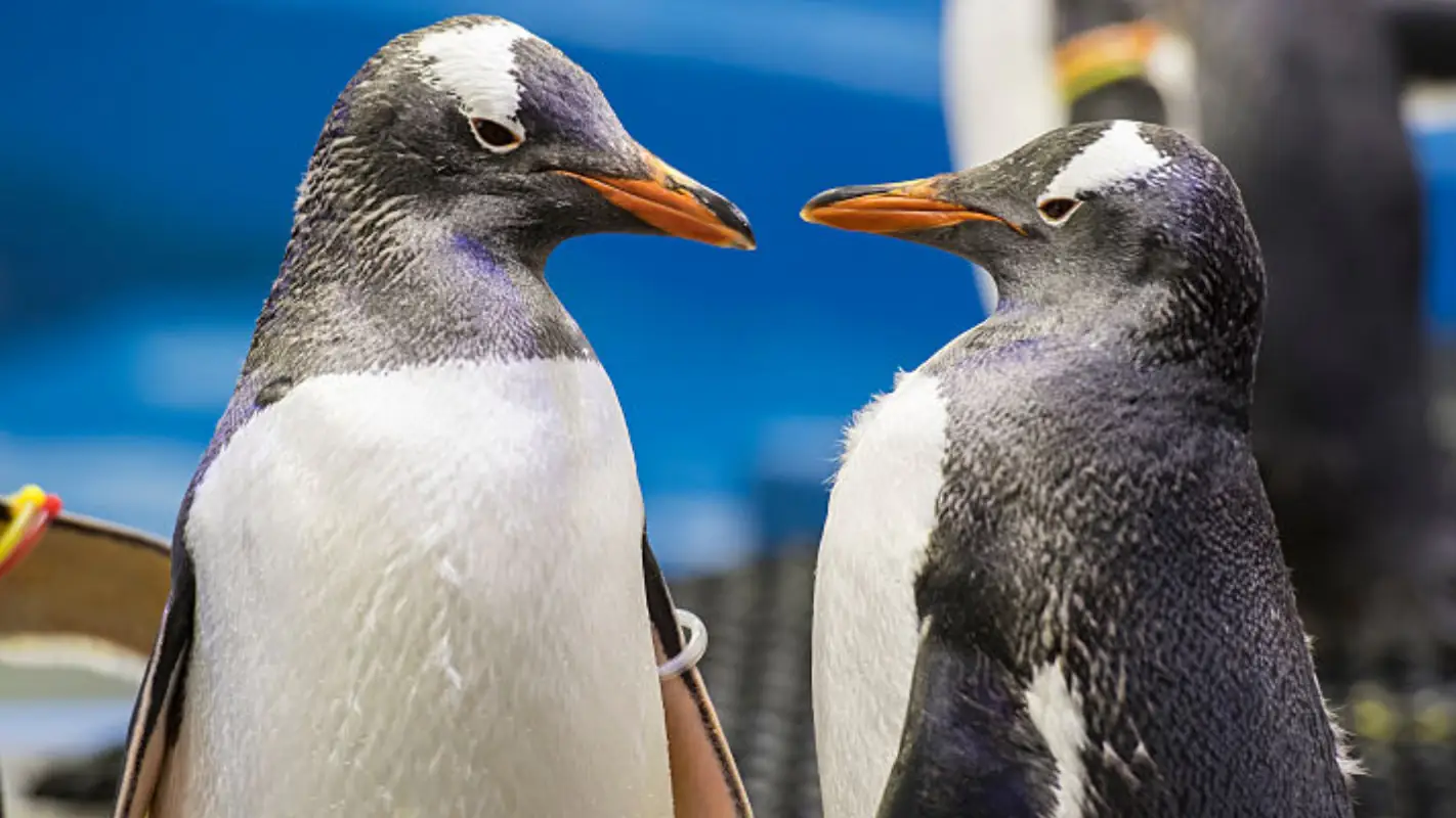 penguin.jpg