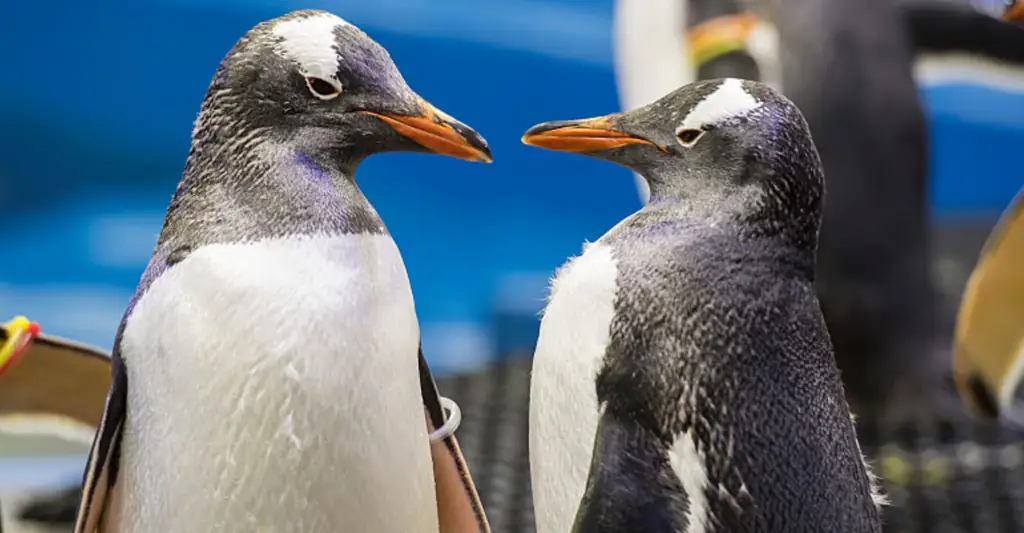 The penguins lives were in serious danger. Credit: James D. Morgan / Getty