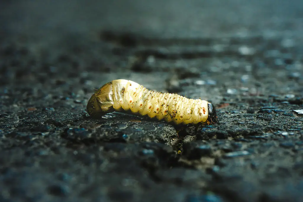 Screwworms can lay hundreds of eggs in open wounds, producing several larvas. Credit: Pexels/Heber Vazquez