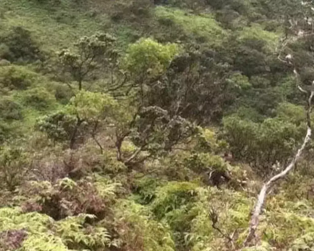 The silhouette can be seen in the middle of the image. Credit: Crime Stoppers Honolulu
