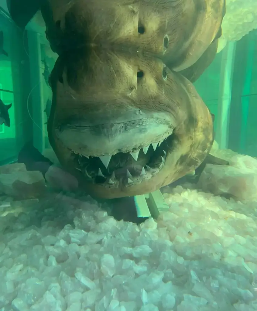 Rosie the great white shark died in 1997. Credit: Facebook