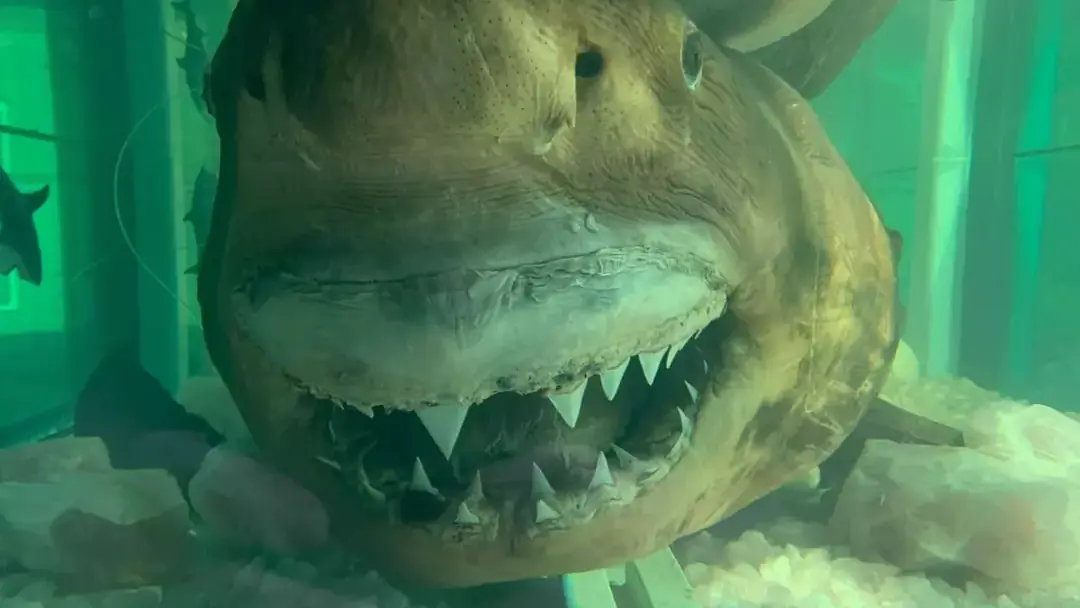 Rosie the great white shark