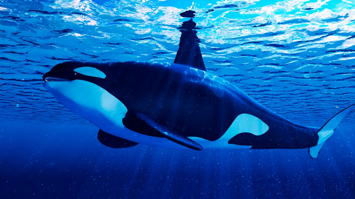 seaworld (1).jpg