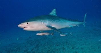 Mom speaks out after watching teen daughter get ripped apart by shark during Florida vacation