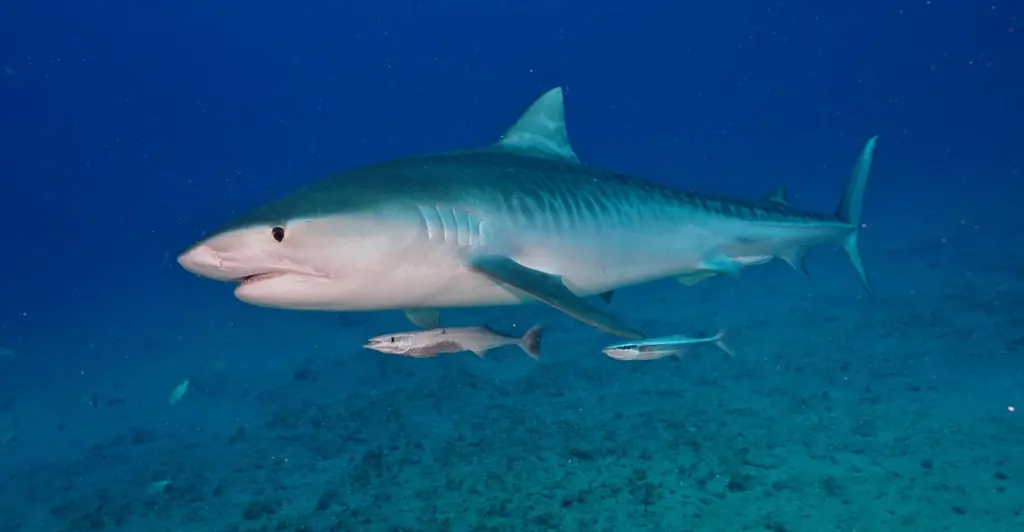 Mom speaks out after watching teen daughter get ripped apart by shark during Florida vacation