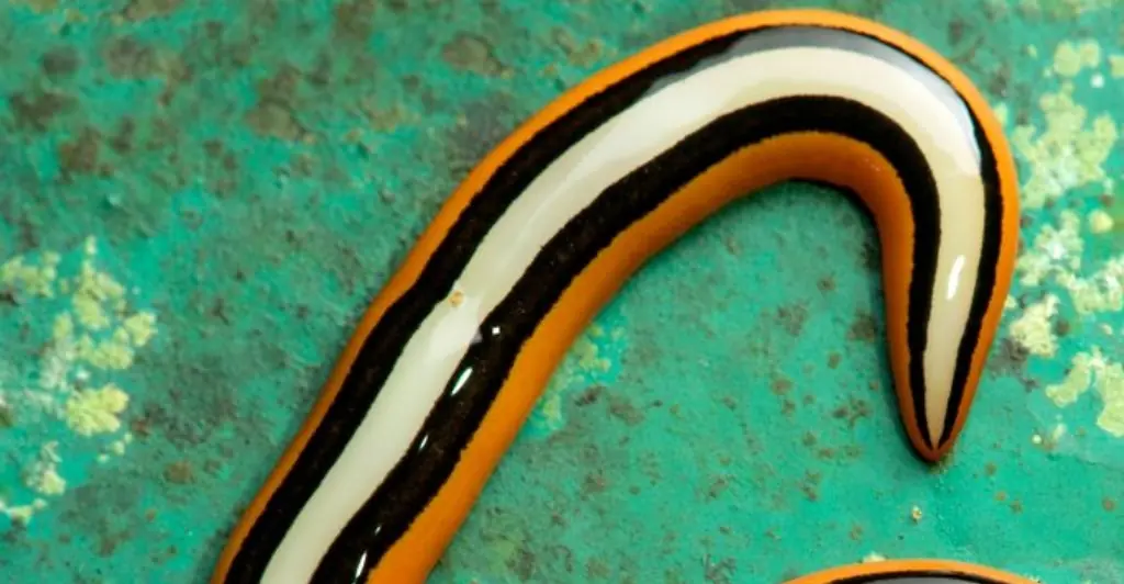 Texas rain set to bring out horrifying giant poisonous worms that regenerate as two if they're cut in half