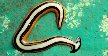 Texas rain set to bring out horrifying giant poisonous worms that regenerate as two if they're cut in half