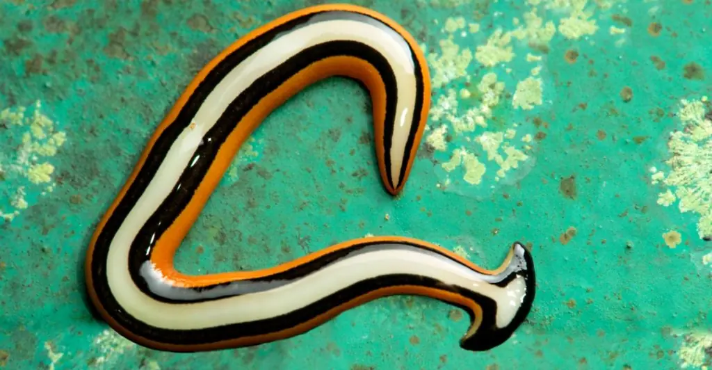 Texas rain set to bring out horrifying giant poisonous worms that regenerate as two if they're cut in half