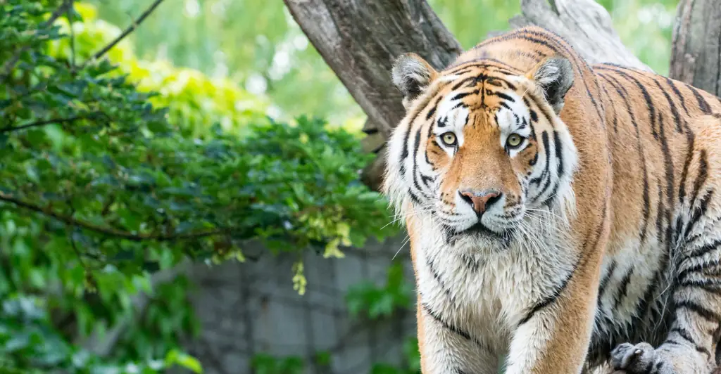 Woman is charged after she’s caught on camera jumping into tiger enclosure at New Jersey zoo