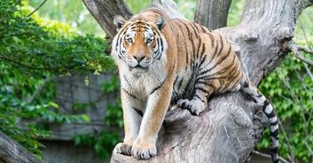 Woman is charged after she’s caught on camera jumping into tiger enclosure at New Jersey zoo