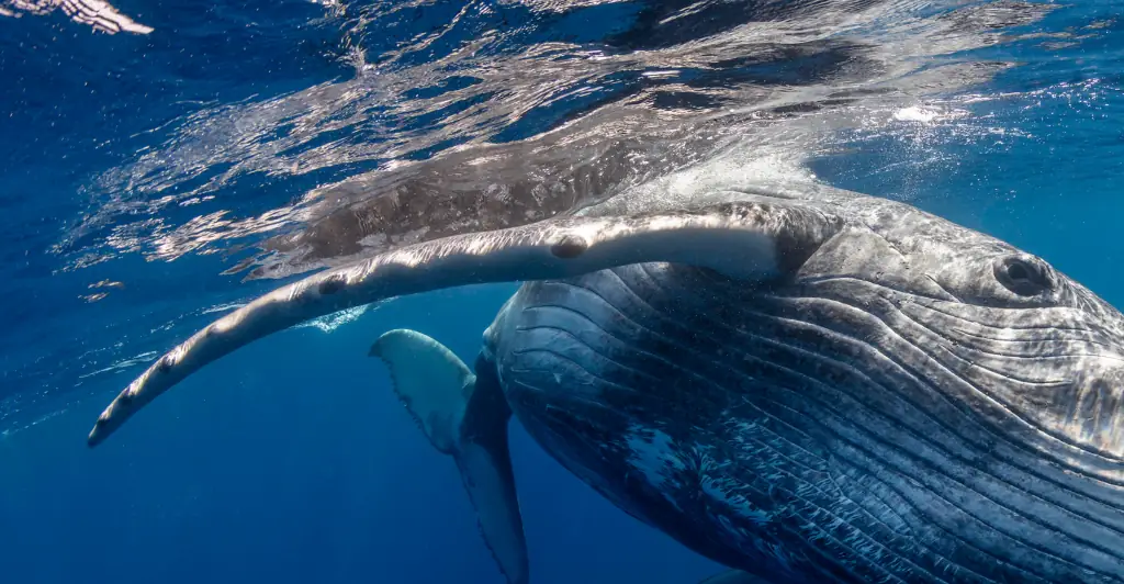 Dad captures heart-stopping footage of his son being swallowed by a whale while kayaking before being spat back out