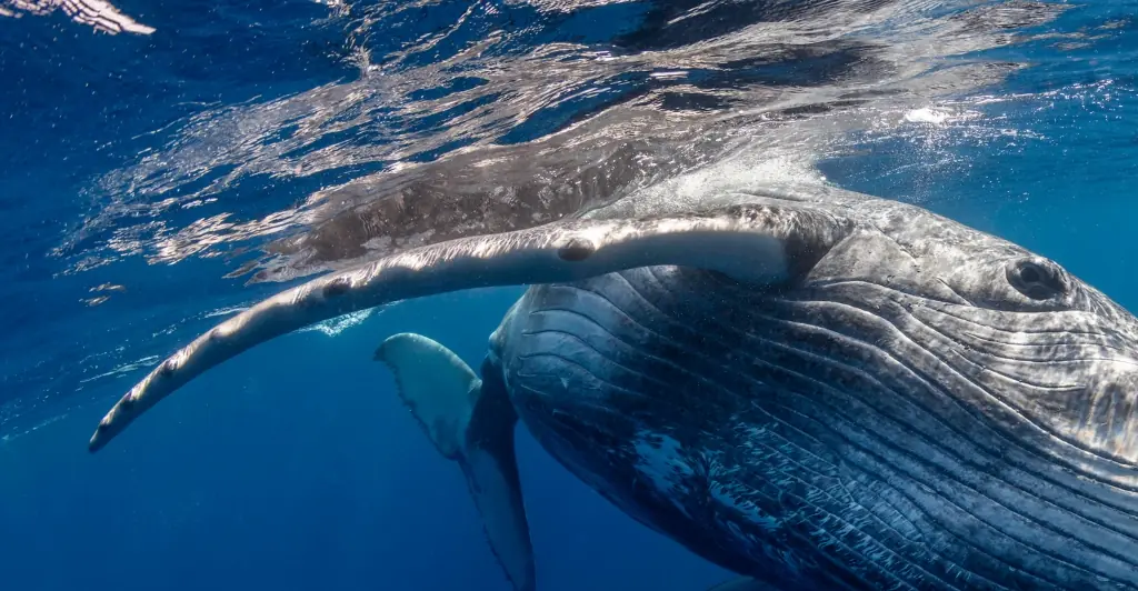 Dad captures heart-stopping footage of his son being swallowed by a whale while kayaking before being spat back out