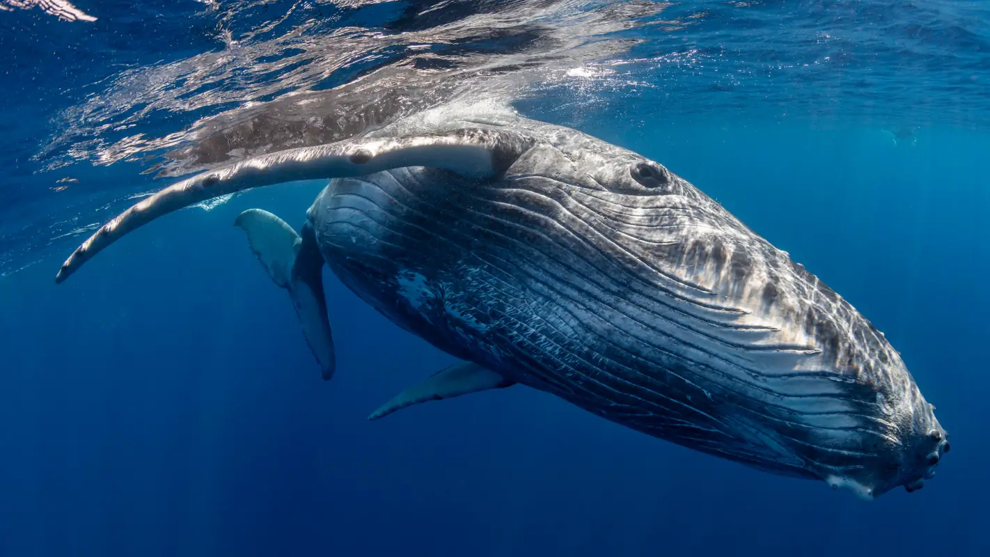 whale.jpg