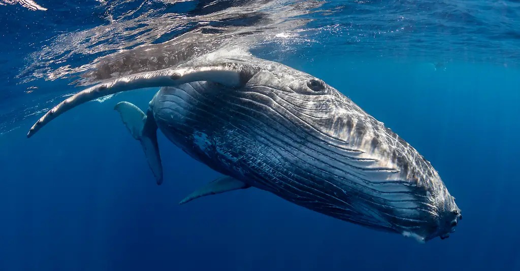 The whale both swallowed and spat Packard out in under a minute. Credit: By wildestanimal / Getty