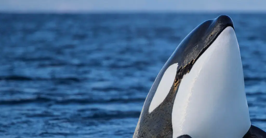 Chilling recording of orcas mimicking human speech leaves listeners terrified