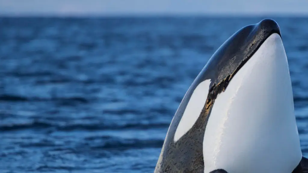 Chilling recording of orcas mimicking human speech leaves listeners ...