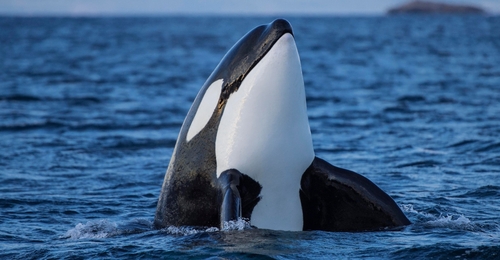 Chilling recording of orcas mimicking human speech leaves listeners terrified