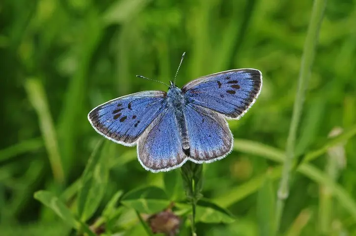 The teenager said he mixed the butterfly remains with water and injected it. Credit: Gary Chalker / Getty