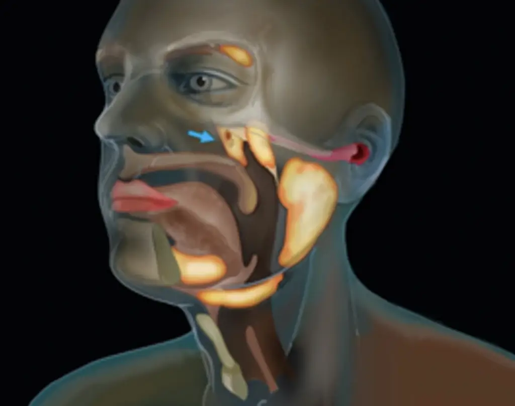 Credit: Netherlands Cancer Institute.