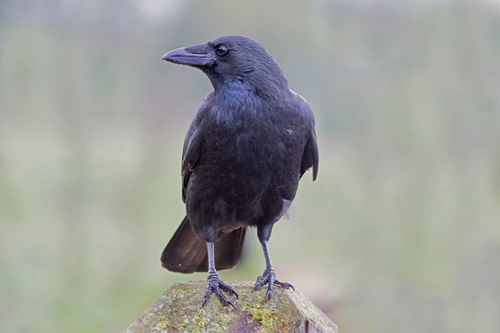 Only people with incredible eyesight are able to instantly spot the bird in woodland image