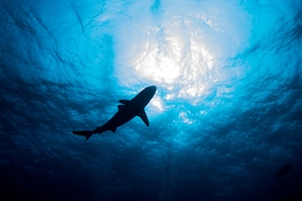 Tourist loses both her hands in horror shark attack