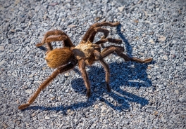Pilot suffers allergic reaction after being bitten by tarantula mid-flight