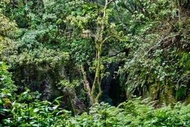 American woman found chained to a tree after '40 days with no food' claims husband left her there to die
