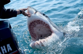 Shark attack survivor recounts horrifying moment she noticed her twin sister’s hand was gone