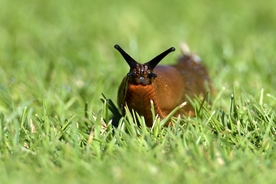 Terrifying simulation shows what happened to a teenager who was dared to eat a live slug