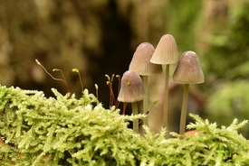Man reportedly amputated penis with an axe after eating psychedelic mushrooms