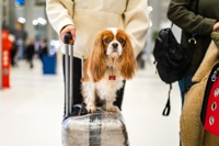 Plane passenger sparks outrage on social media while trying to get airport staff to let her dog fly: 'She literally folded the dog'