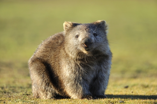 Influencer who stole baby wombat from its mother criticizes Australian Government in new statement