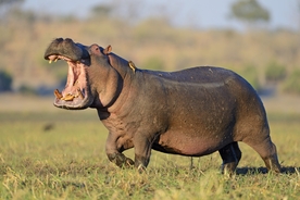 Husband speaks out after witnessing wife being killed by hippo