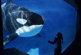 Devastating timelapse shows 'world's loneliest orca' staring at gate for '24 hours' in aquarium