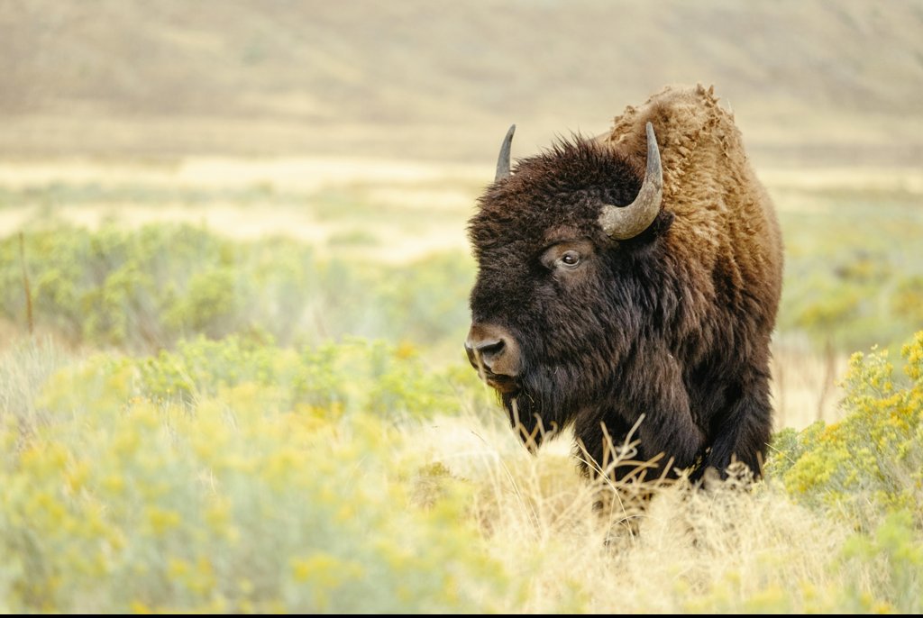 Bison tragically boils to death in front of horrified tourists after falling into Yellowstone hot spring