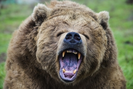Chilling final moments of animal trainer as he is fatally mauled by a bear