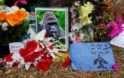 Major question many people ask about why Harambe was killed has finally been answered