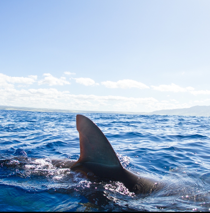 Shark fin in the sea water.