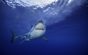 Horrific details emerge about Michigan woman eaten by shark on vacation in Indonesia