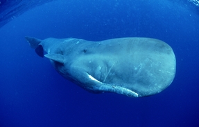 Horrific simulation reveals what happens to your body if a whale swallows you
