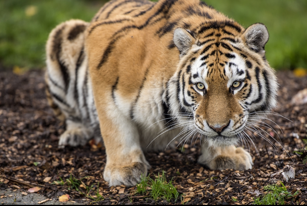 Tiger